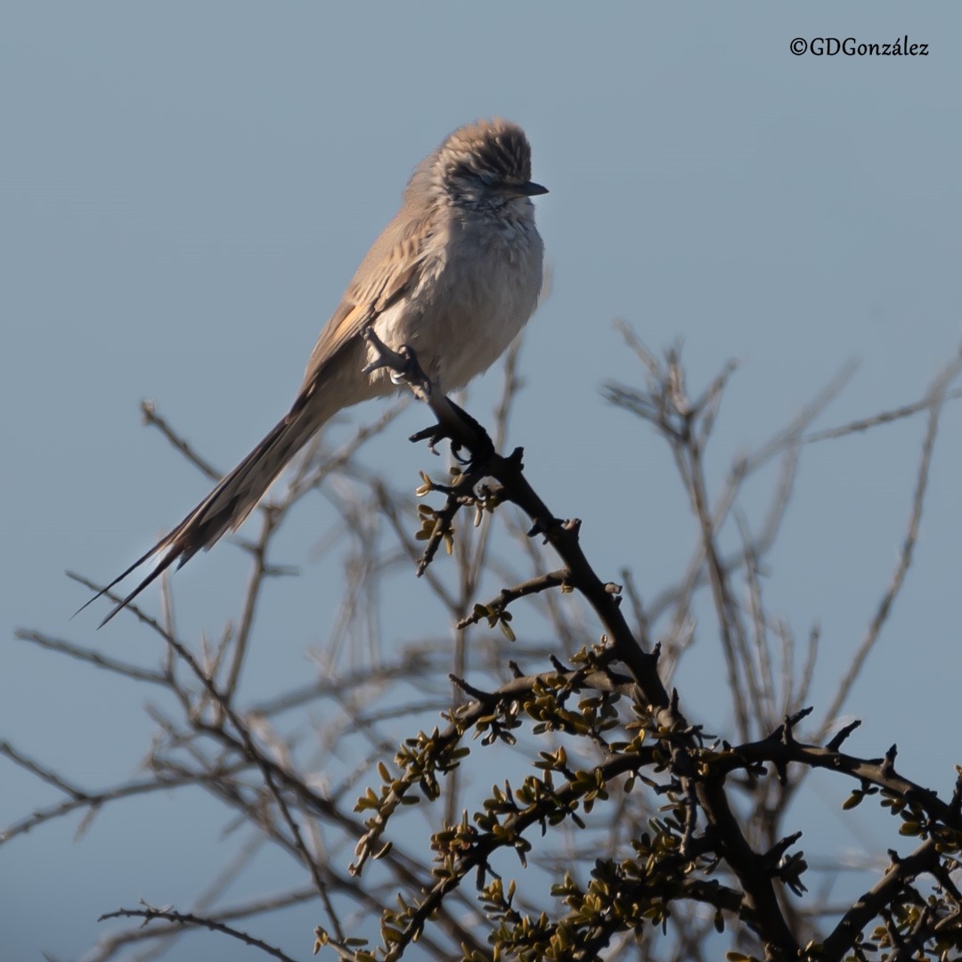 Plain-mantled Tit-Spinetail - ML610992044