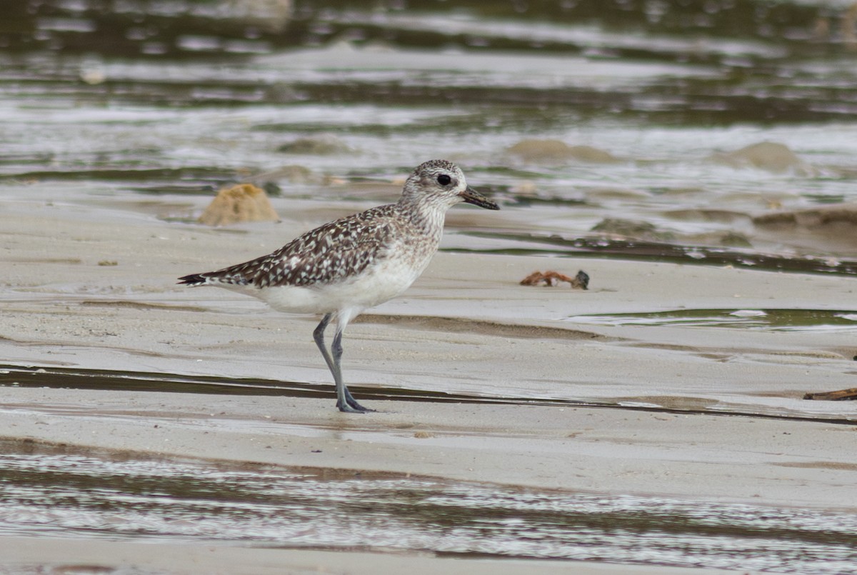 Black-bellied Plover - ML610992084