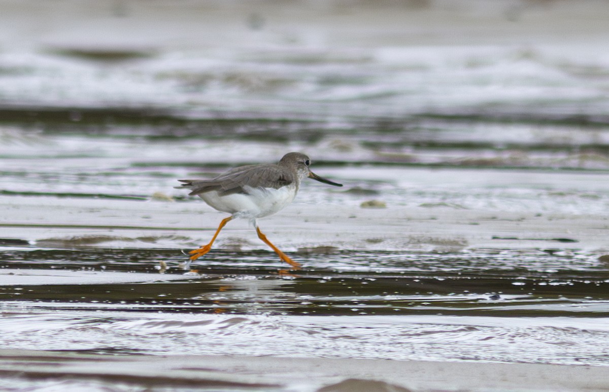 Terek Sandpiper - ML610992094