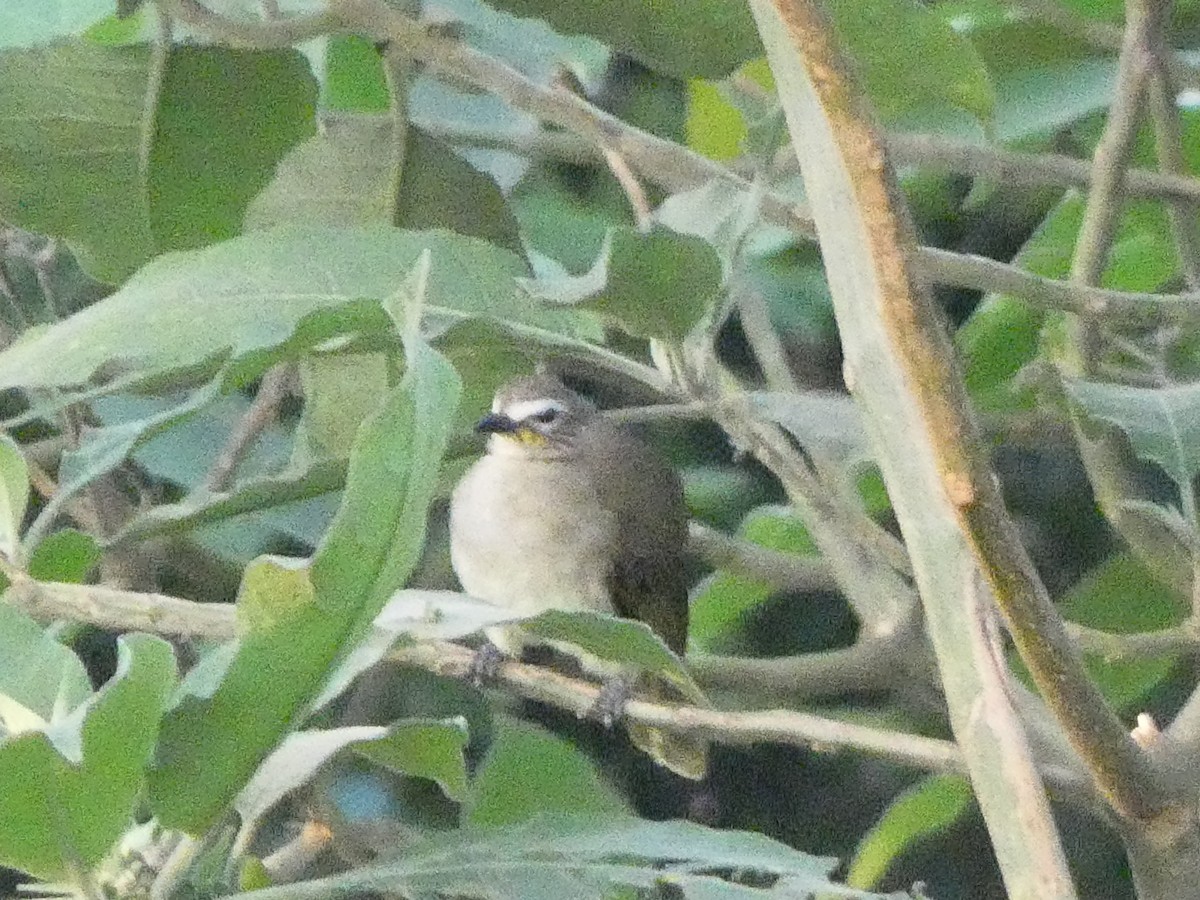 White-browed Bulbul - ML610992119