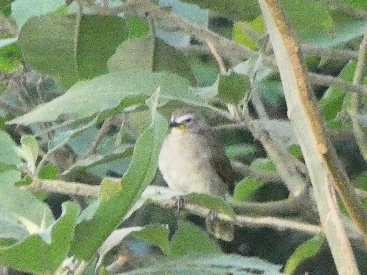 White-browed Bulbul - ML610992121