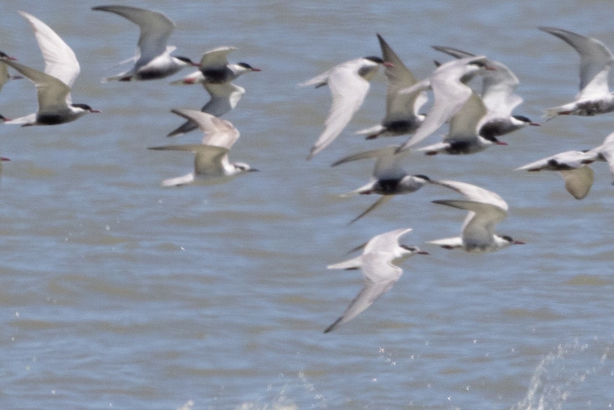 Whiskered Tern - ML610992136