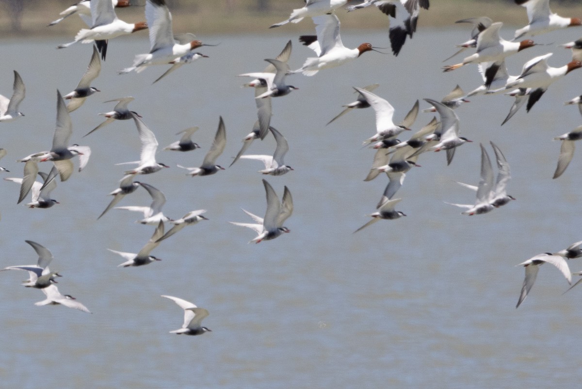 Whiskered Tern - ML610992137