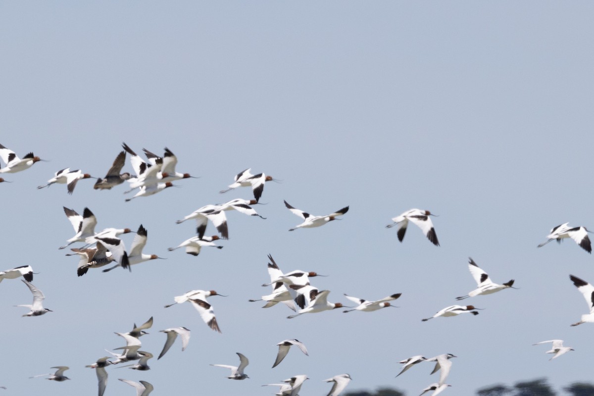 Avocette d'Australie - ML610992138