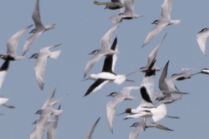 Banded Stilt - ML610992145