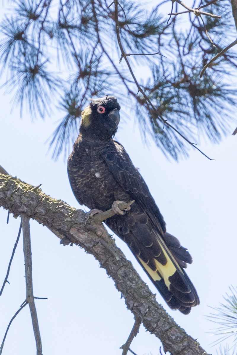 Yellow-tailed Black-Cockatoo - ML610992148