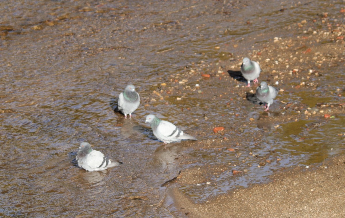 Paloma (Columba) sp. - ML610992157