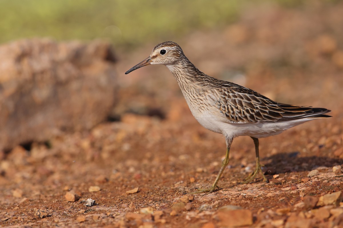 Pectoral Sandpiper - Marc Gardner