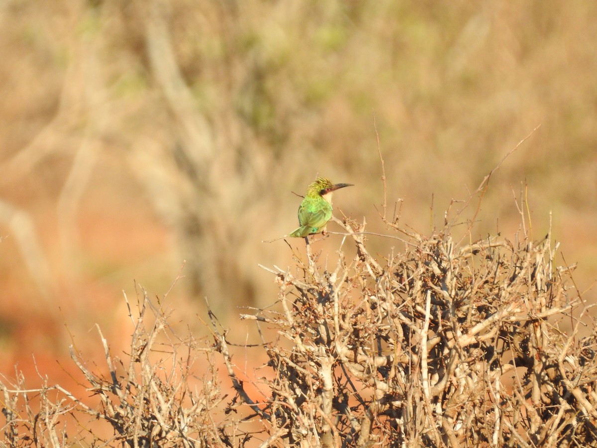 Somali Bee-eater - Ashwin Viswanathan