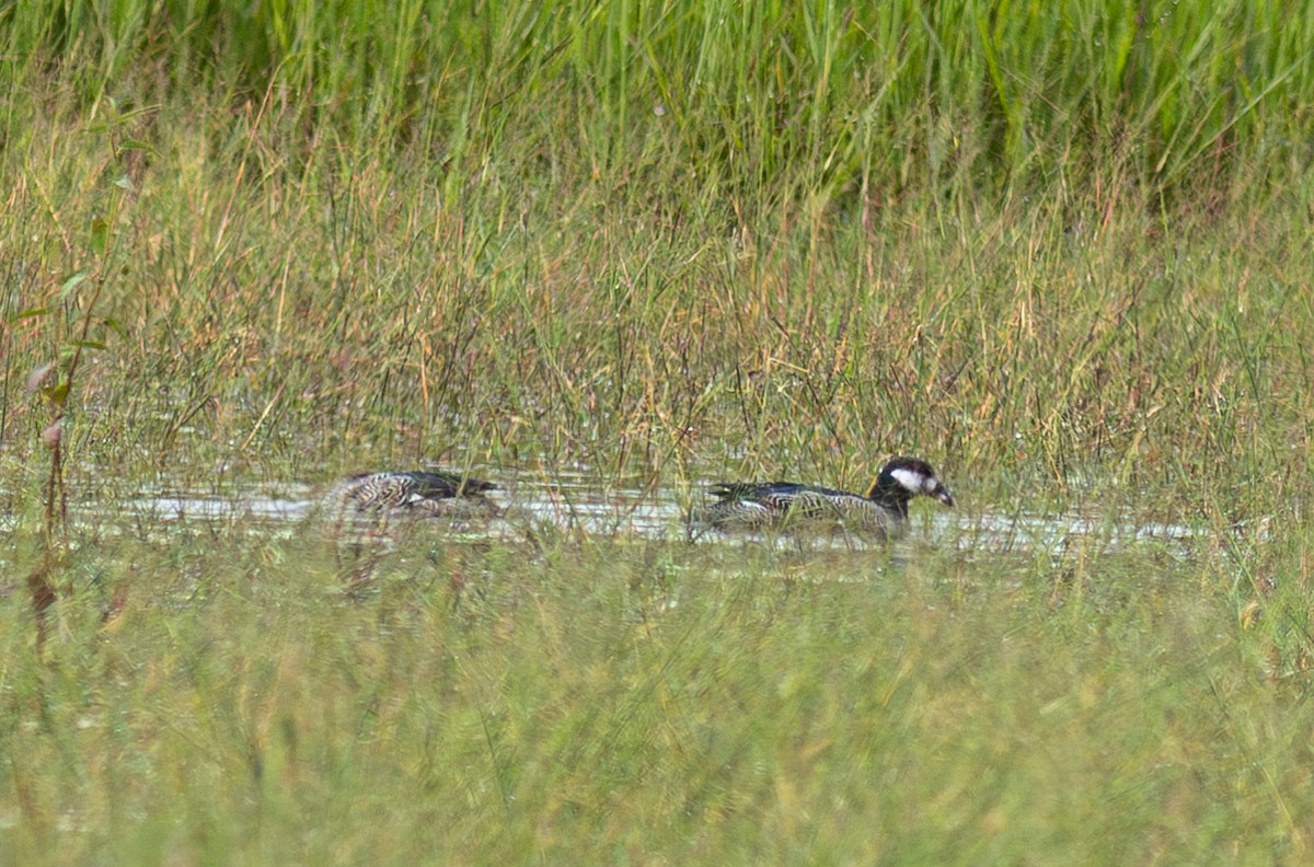 Green Pygmy-Goose - ML610992169