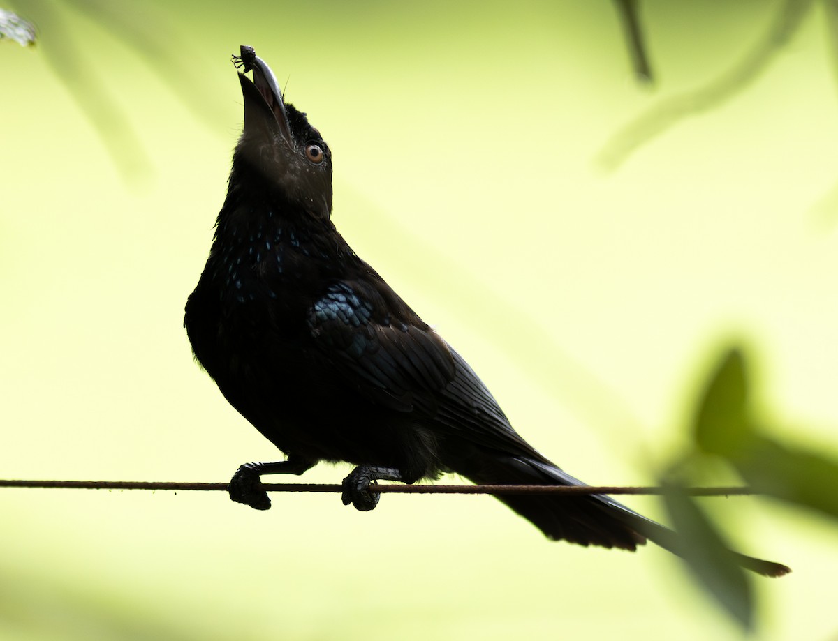 Spangled Drongo - ML610992194