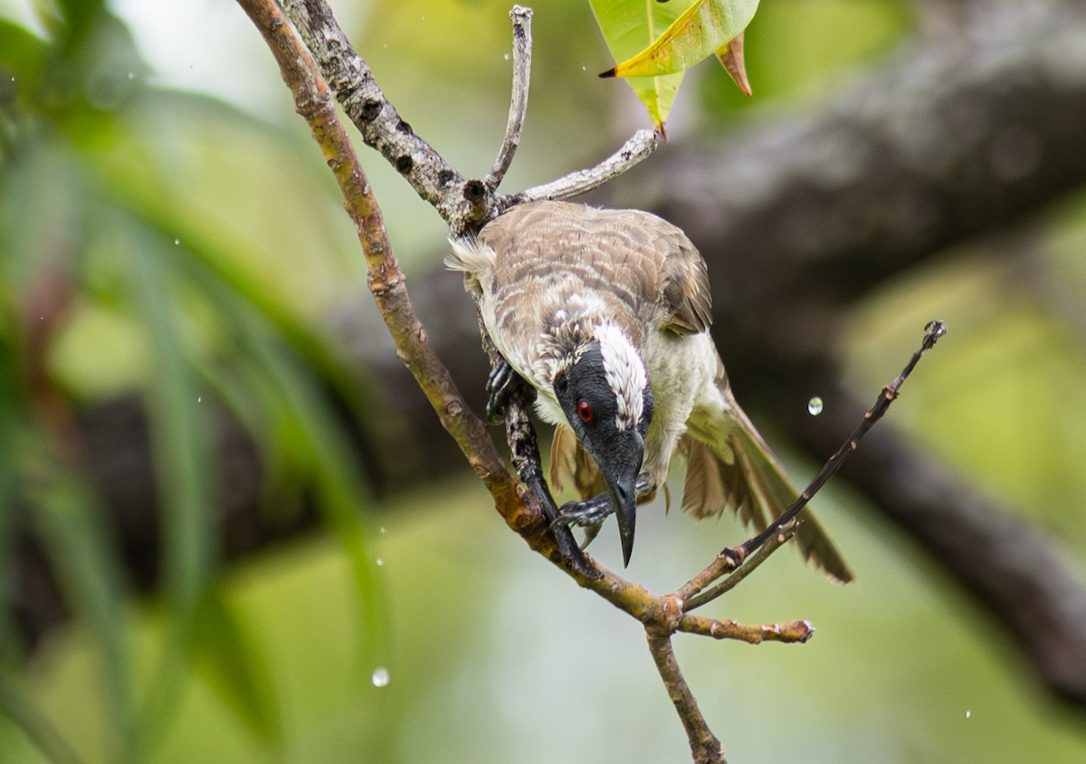 Silver-crowned Friarbird - Pedro Nicolau
