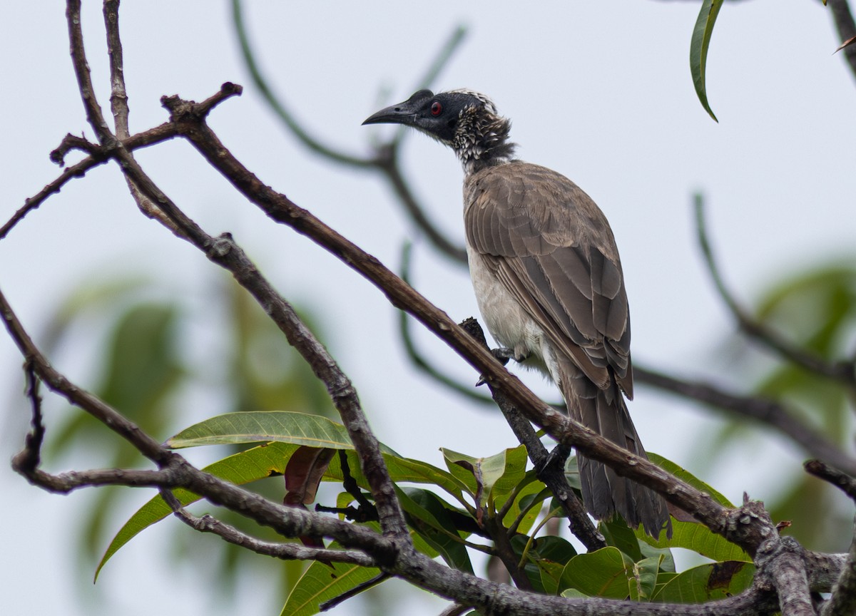 Silver-crowned Friarbird - Pedro Nicolau