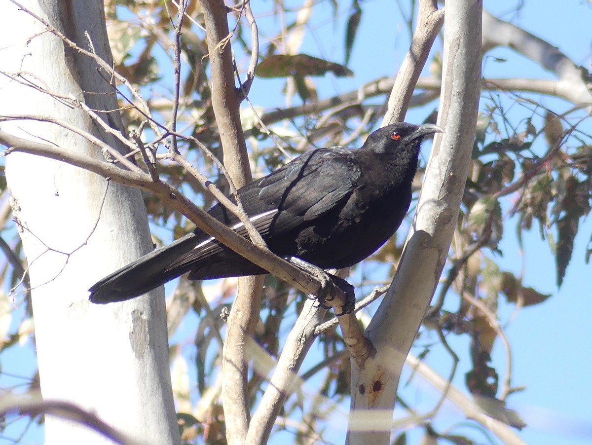 White-winged Chough - ML610992221