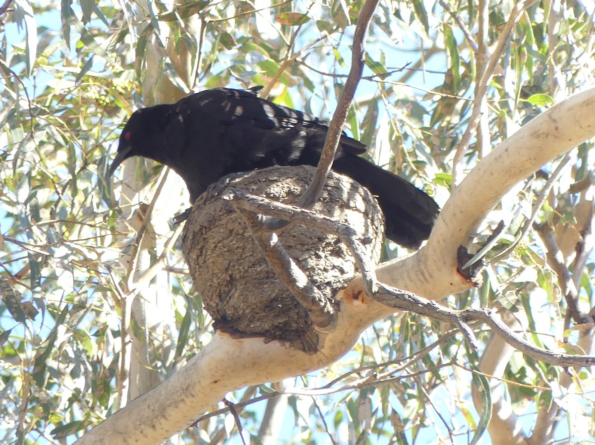 White-winged Chough - ML610992223