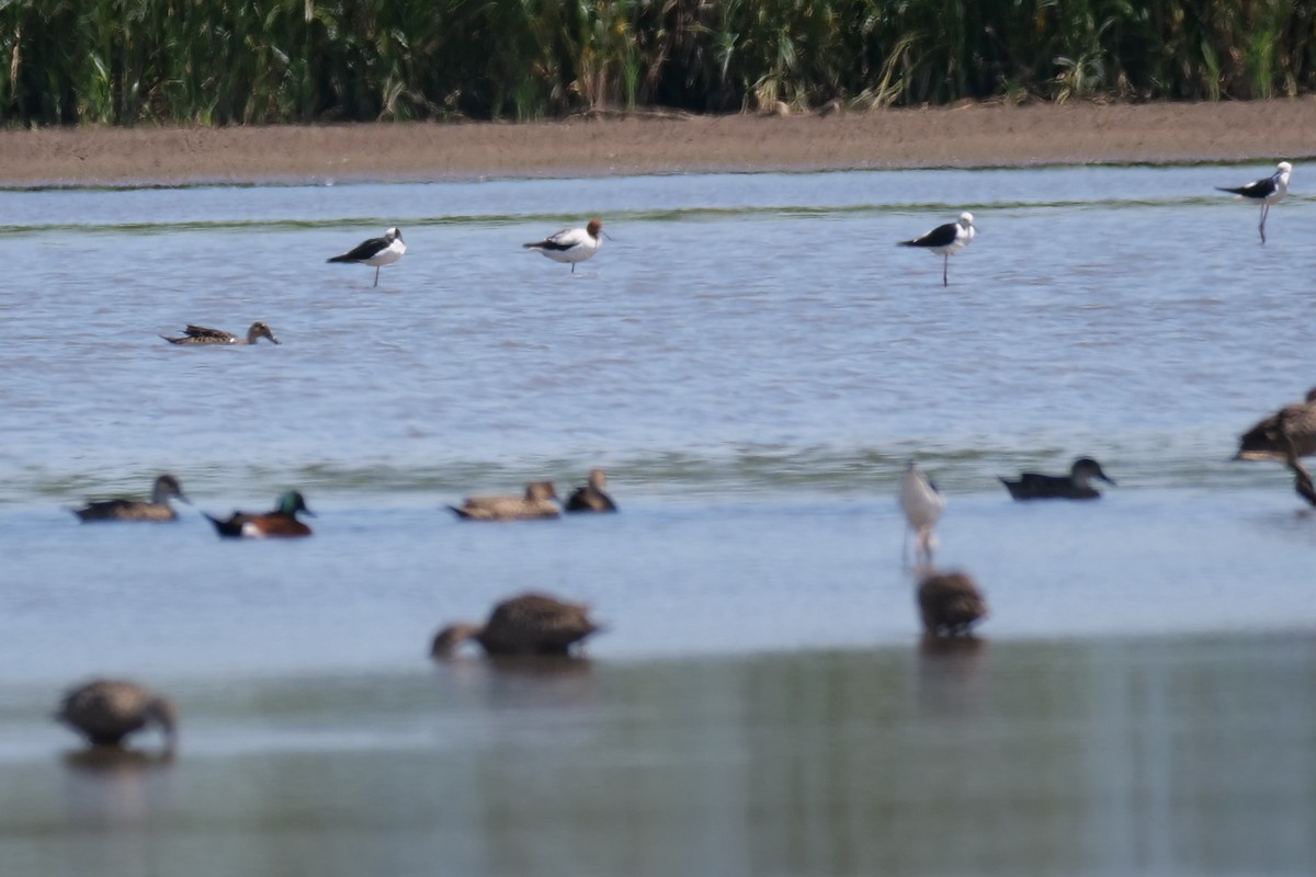 Red-necked Avocet - ML610992290