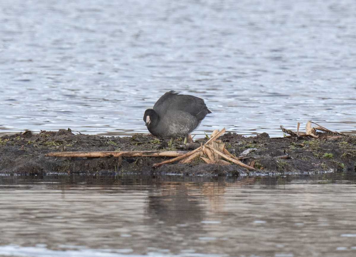 American Coot - ML610992297