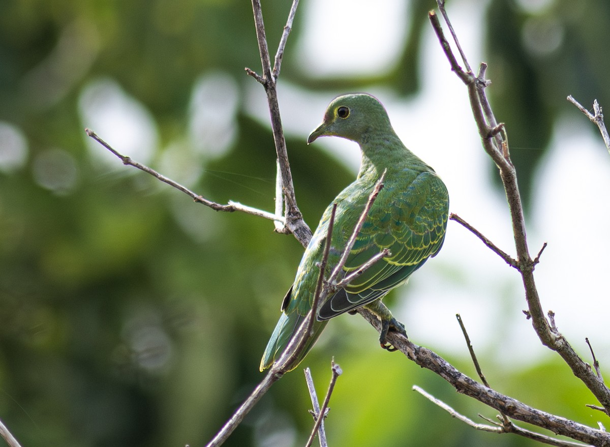 Rose-crowned Fruit-Dove - Pedro Nicolau