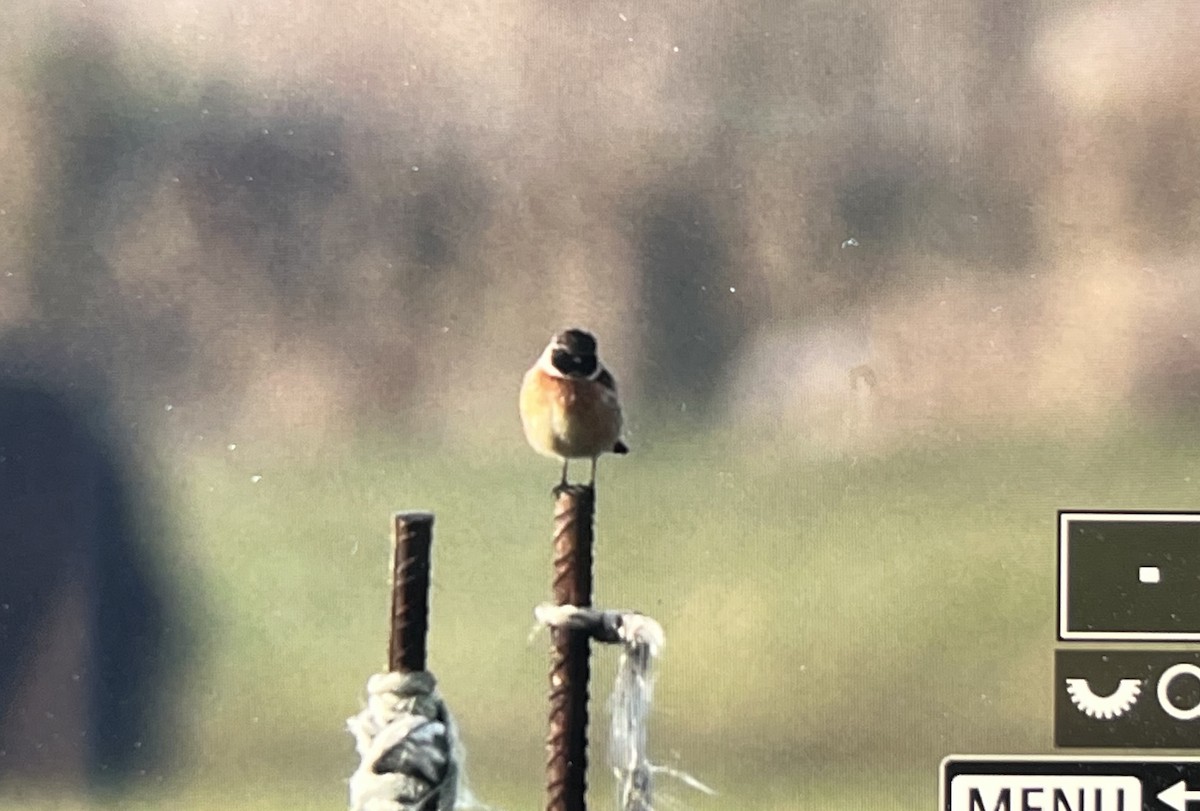 European Stonechat - ML610992346