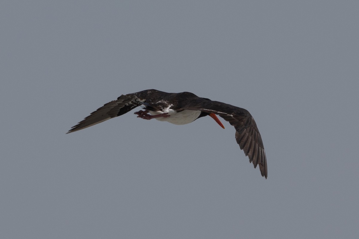 Pied Oystercatcher - Adrian Boyle