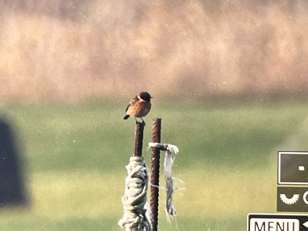 European Stonechat - ML610992389