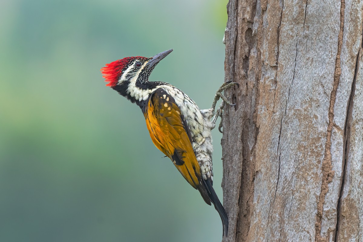 Black-rumped Flameback - ML610992404