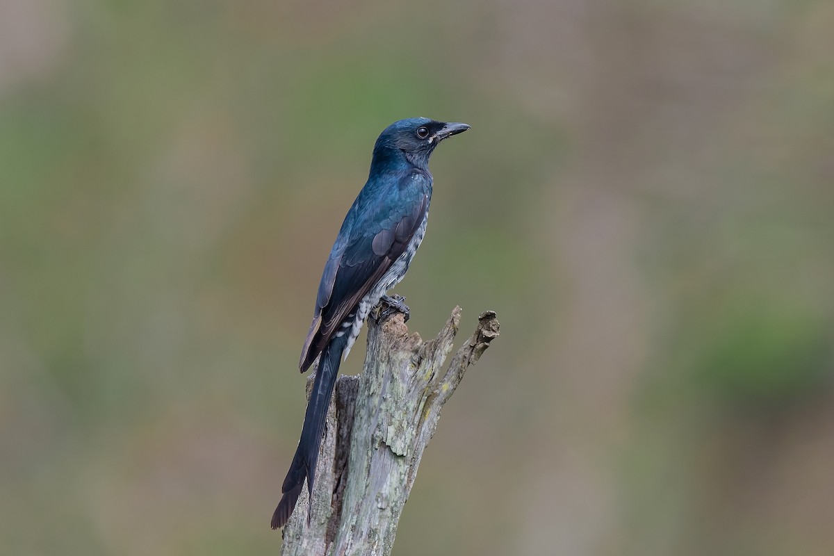 White-bellied Drongo - Rajkumar Das