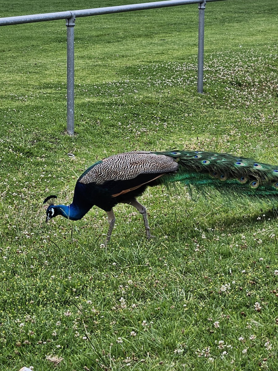 Indian Peafowl (Domestic type) - ML610992421