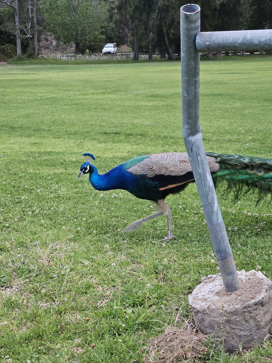 Indian Peafowl (Domestic type) - ML610992425
