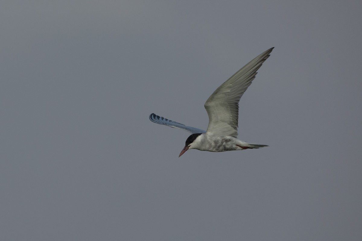 Whiskered Tern - ML610992482