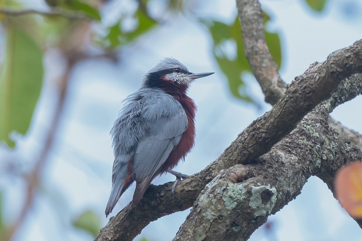 Indian Nuthatch - ML610992523