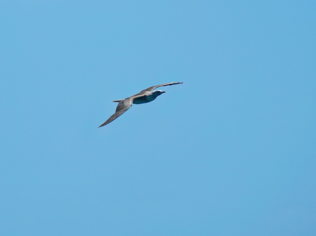 Red-footed Booby - ML610992529