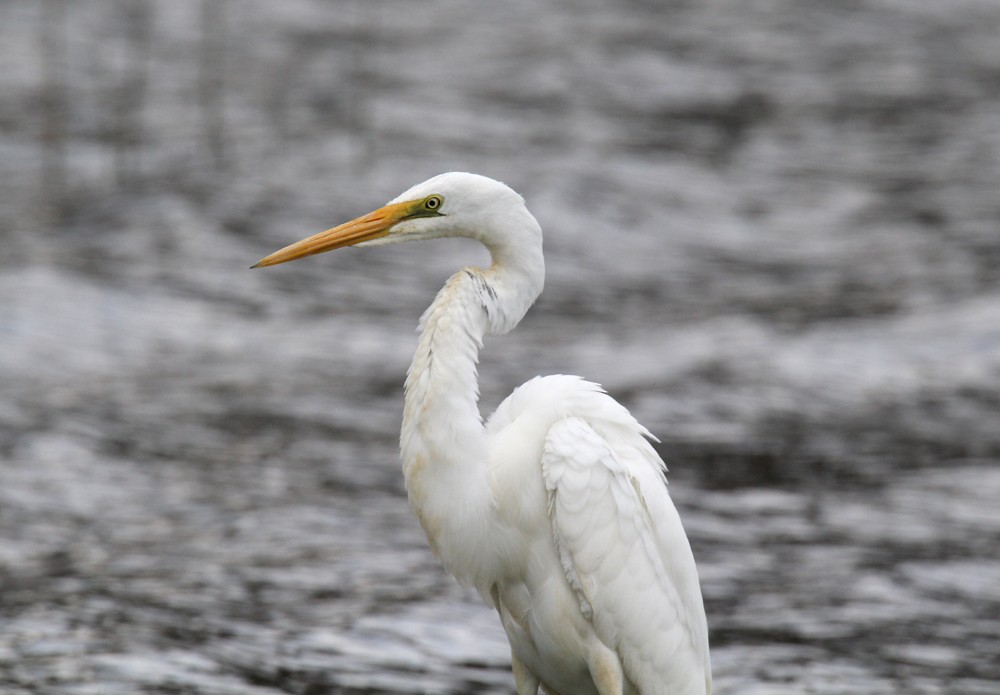 Great Egret - Tammy Walker