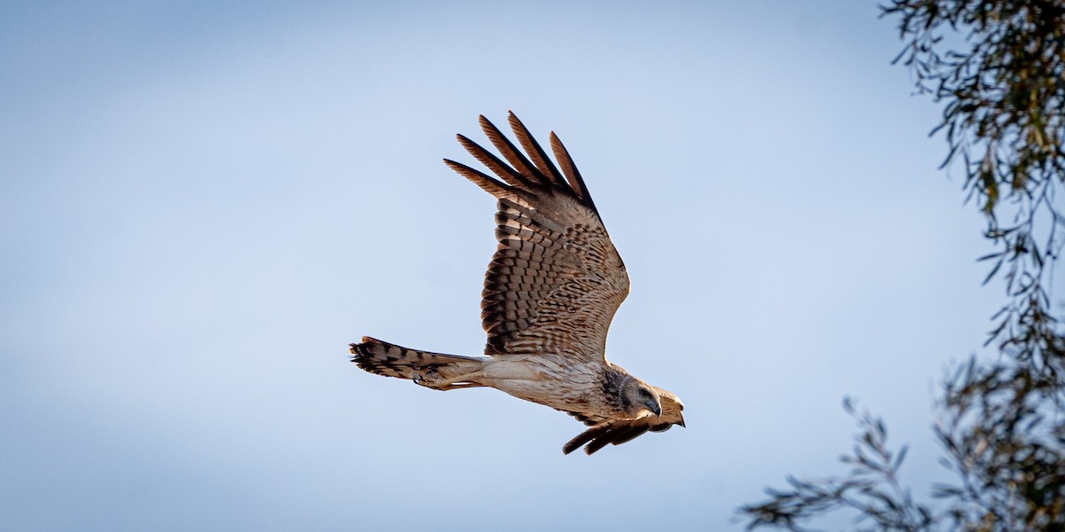 Spotted Harrier - ML610992541