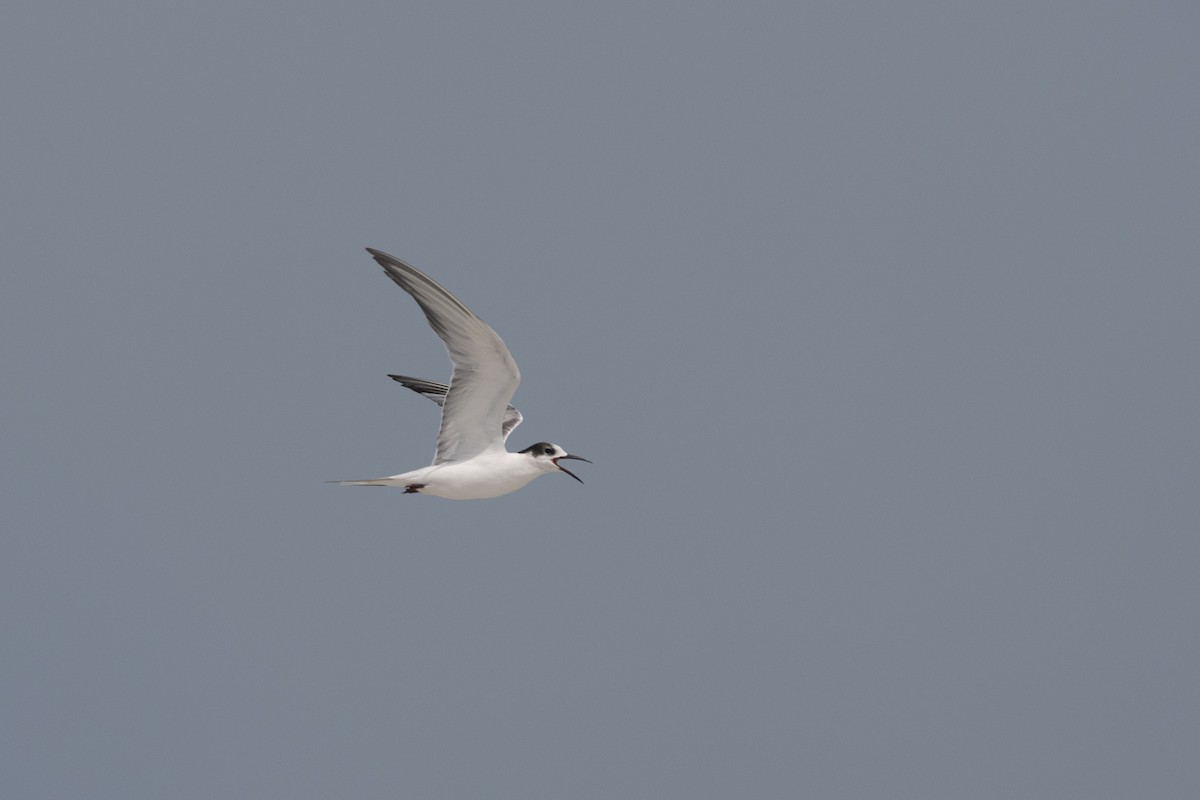 Common Tern - ML610992545