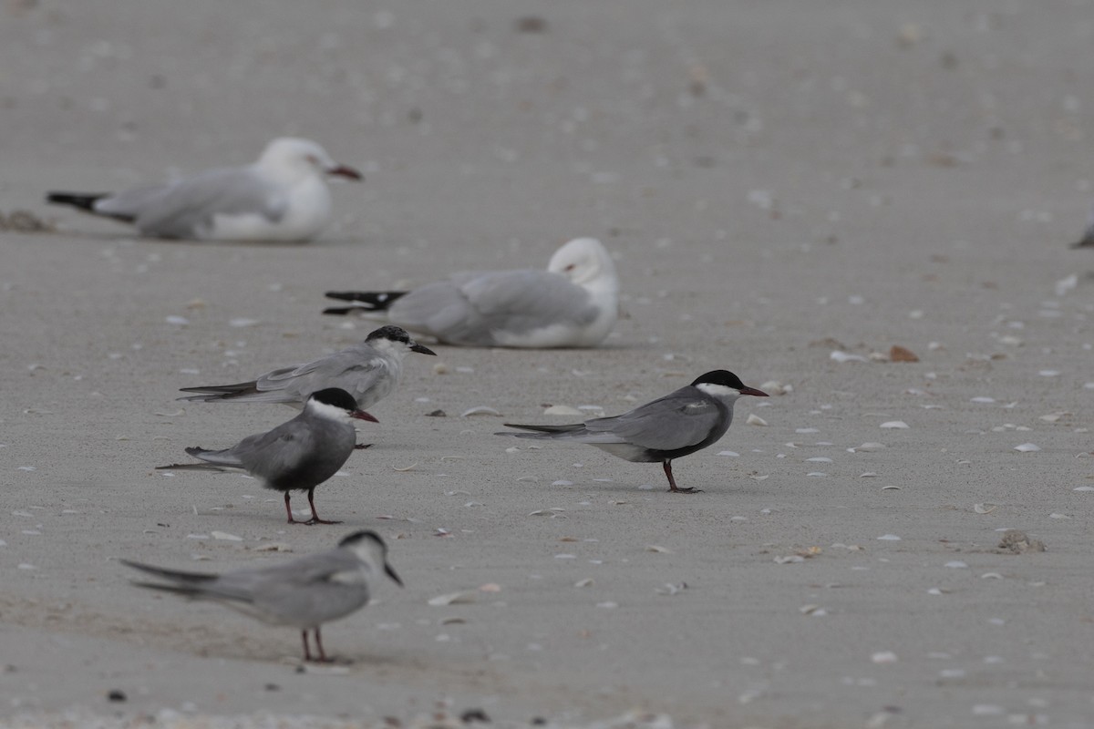 Whiskered Tern - Adrian Boyle