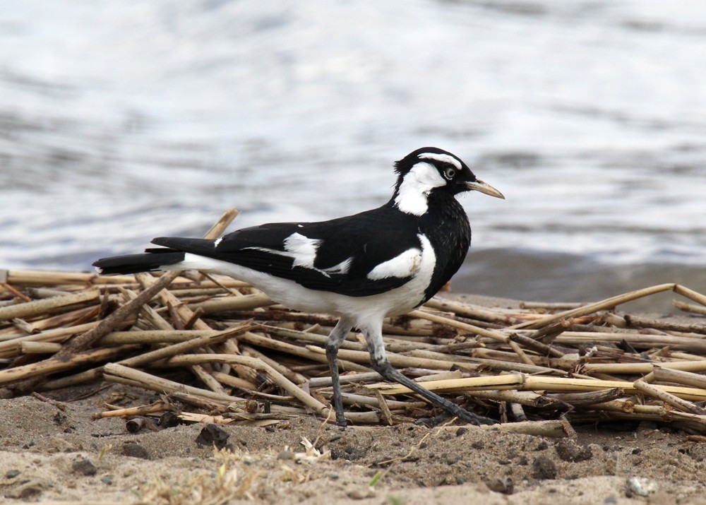 Magpie-lark - ML610992570