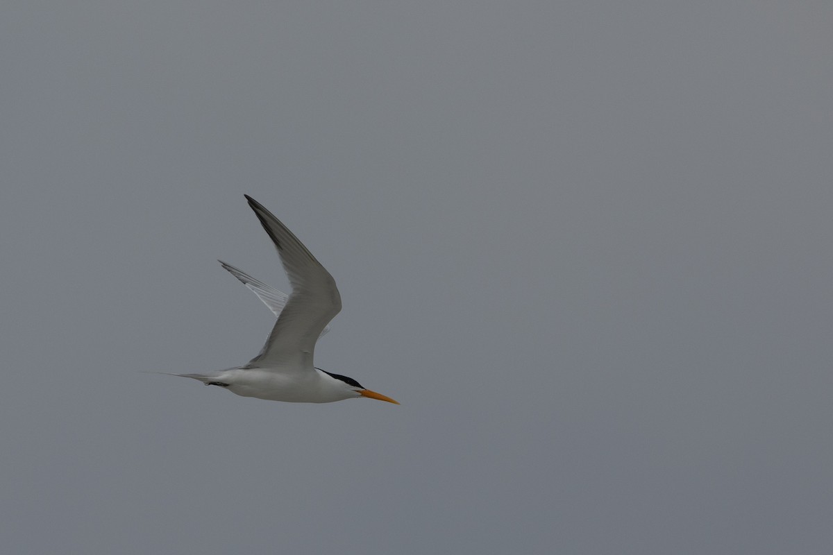 Lesser Crested Tern - ML610992574