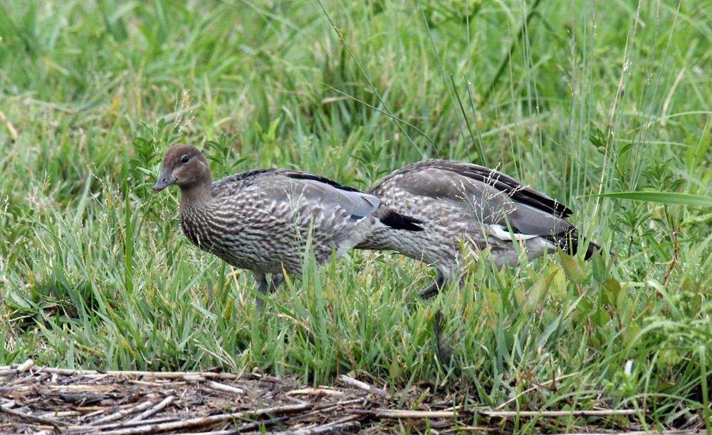 Maned Duck - Tammy Walker