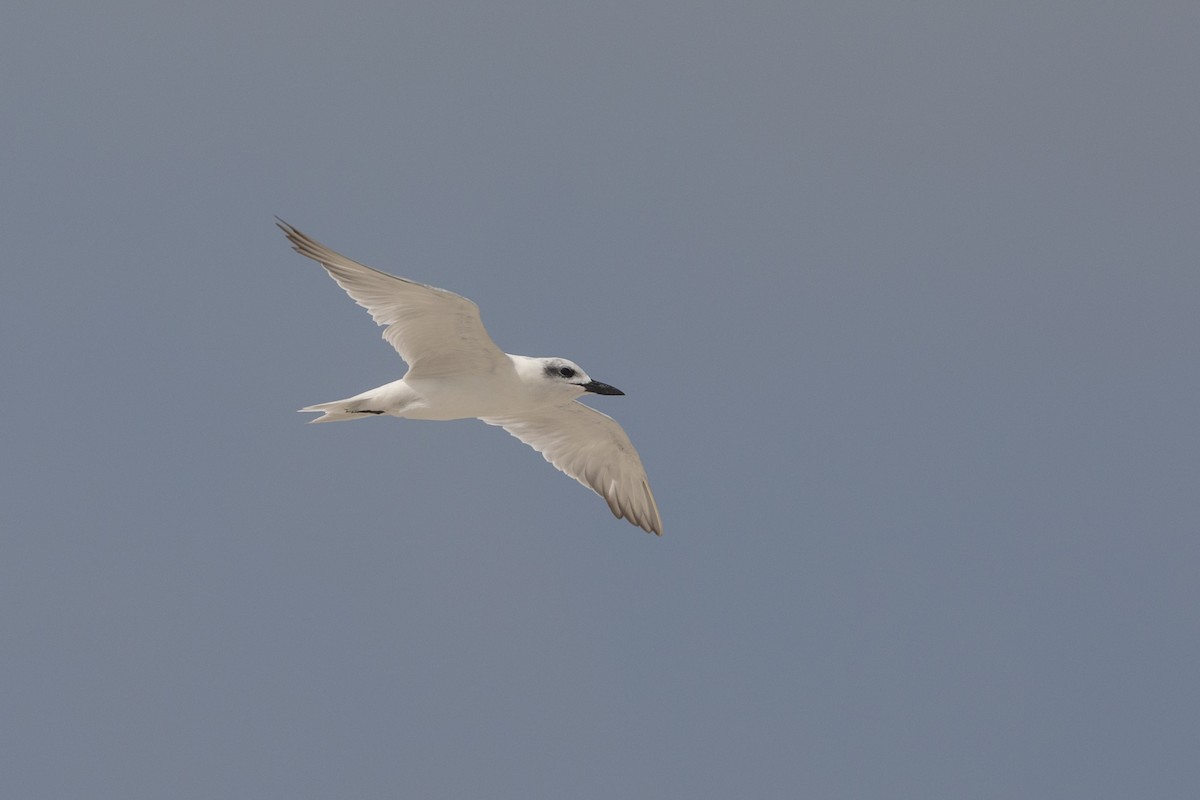 Gull-billed Tern - ML610992577