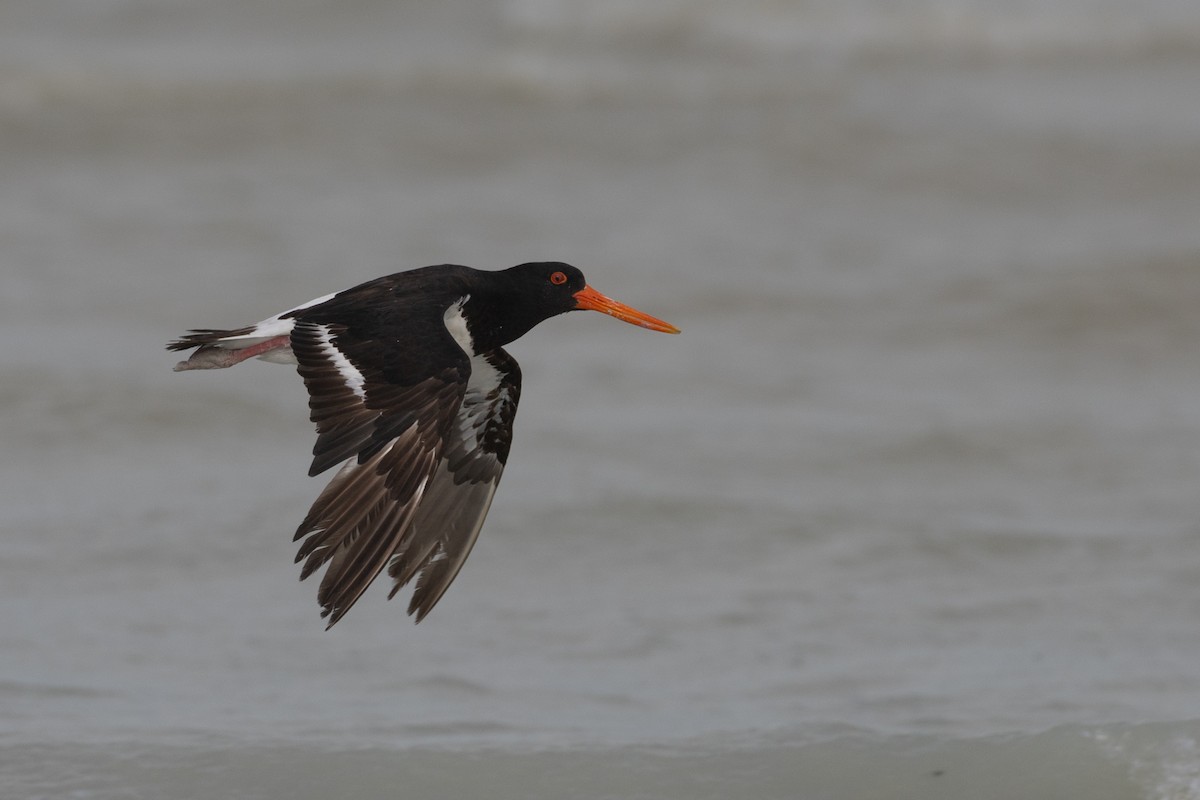 Pied Oystercatcher - ML610992583