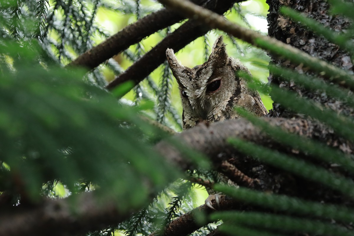 Collared Scops-Owl - ML610992603