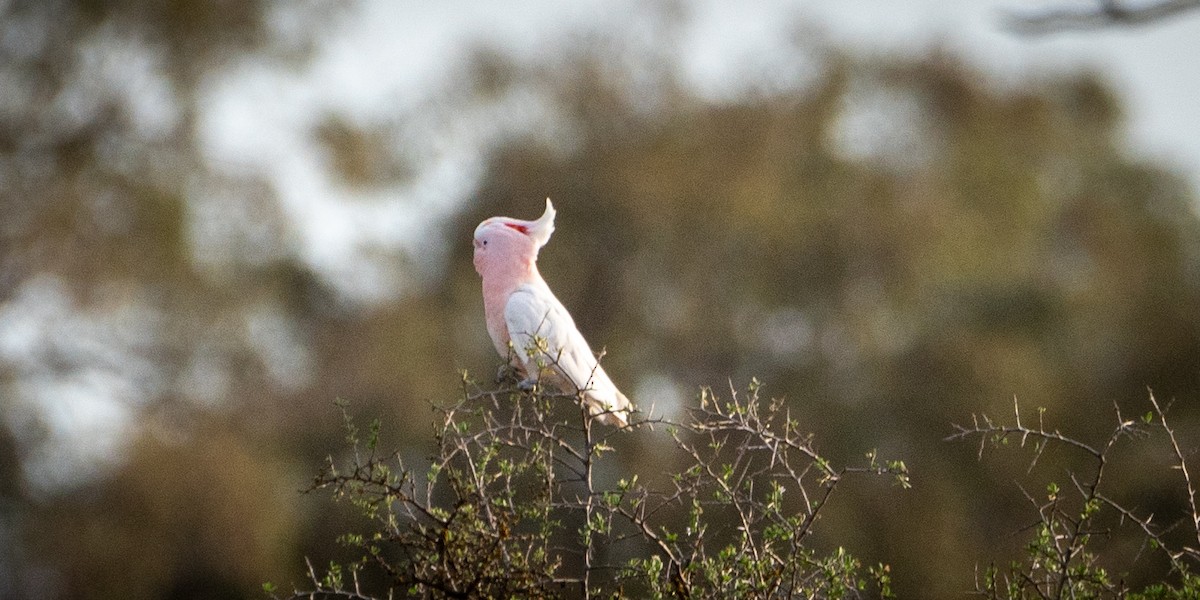 Pink Cockatoo - ML610992620