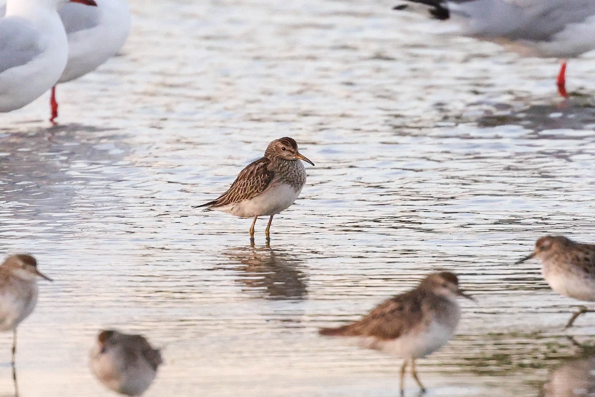 Pectoral Sandpiper - ML610992631