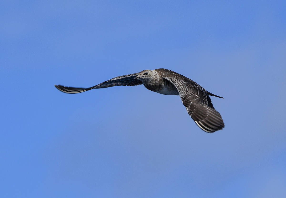 Long-tailed Jaeger - ML610992819