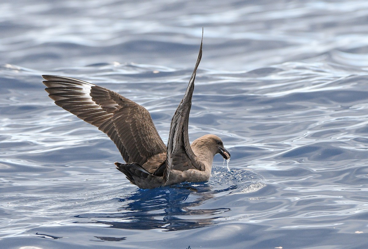 South Polar Skua - ML610992866