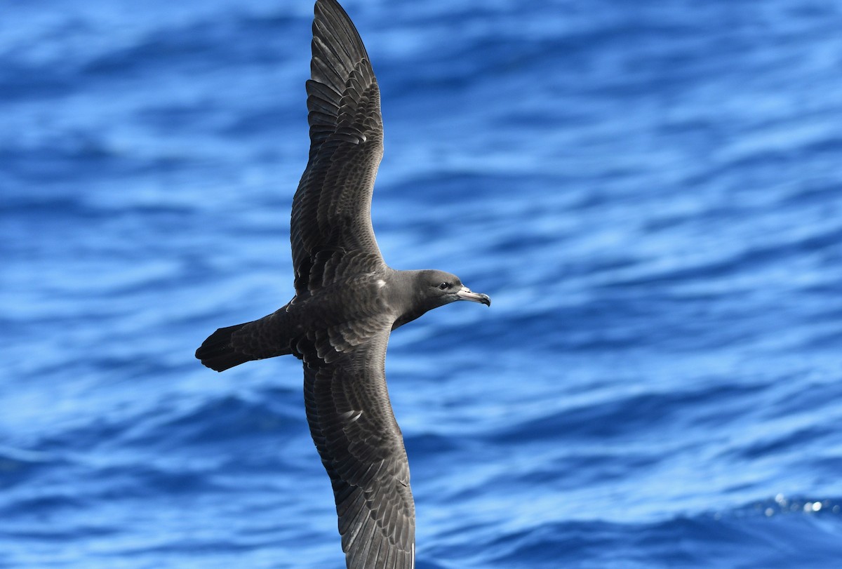 Flesh-footed Shearwater - ML610992916