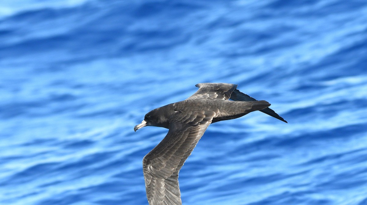 Flesh-footed Shearwater - Michael Daley