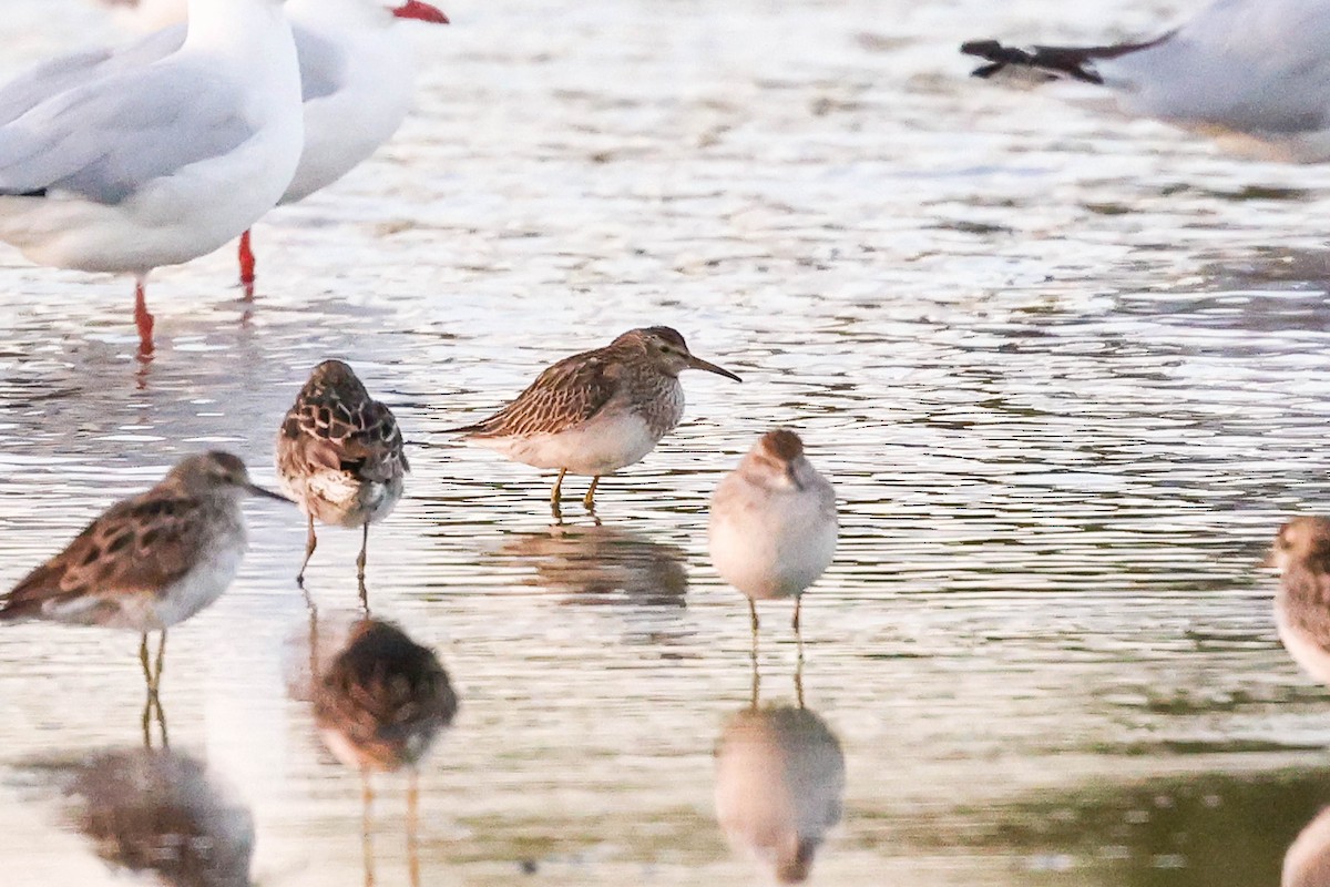 Pectoral Sandpiper - ML610992939