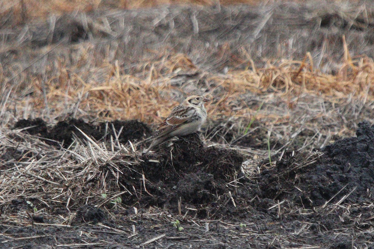 Lapland Longspur - Seth Ontiveros